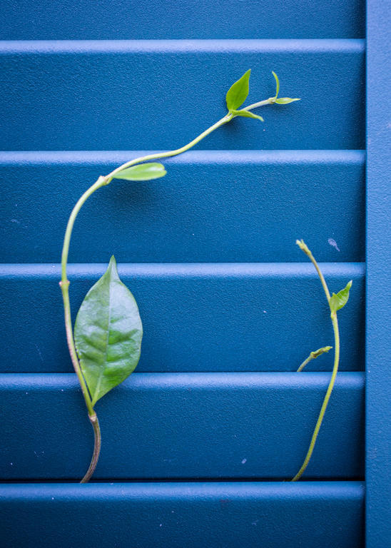 Auld Sweet Olive Bed And Breakfast New Orleans Buitenkant foto
